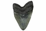 Fossil Megalodon Tooth - South Carolina #340294-1